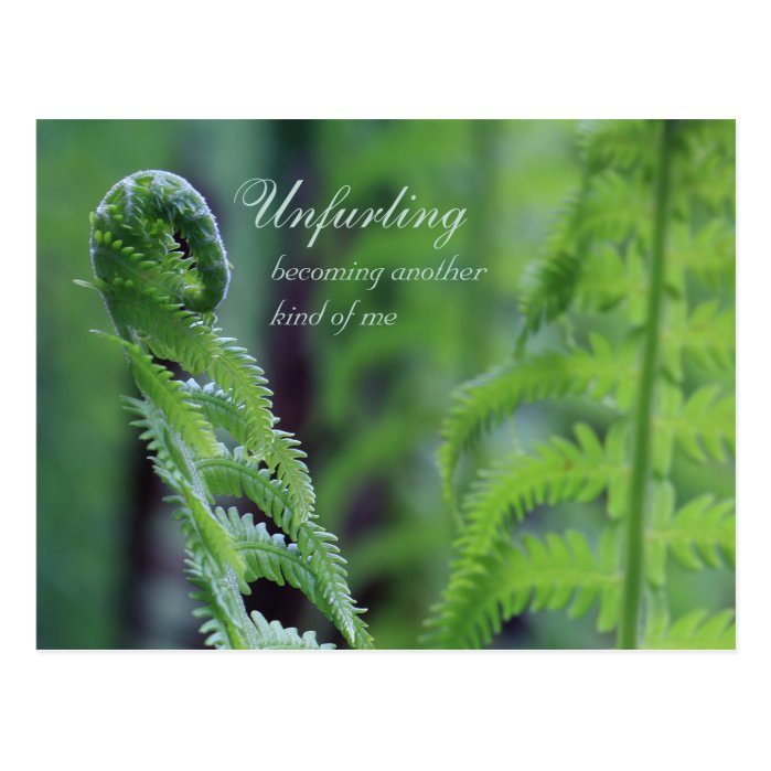 Unfurling fern leaf CC0191 Nature close-up photo Postcard