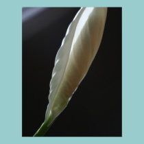 Unfurling Peacelily Blossom posters
