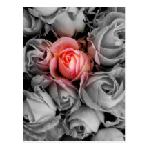 Unique Beauty Postcards