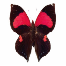 Unique black and red butterfly keychain photo cutouts