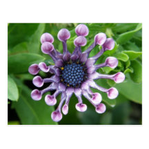 Unique Flower! Post Card
