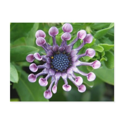 Unique Flower! Post Card by AngelasFocusedOnYou