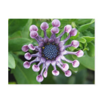 Unique Flower! postcards