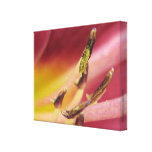 Unique Flower Wrapped Canvas Stretched Canvas Print