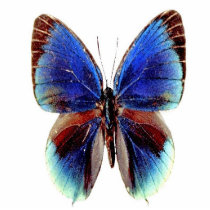 Unique Multi Colored Butterfly photo sculptures by design_girl Unique Multi Colored Butterfly photo sculptures