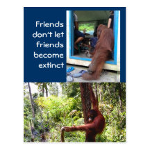 Unique Orangutan Photographs Post Card