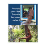 Unique Orangutan Photographs Post Card