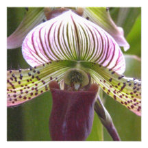 Unique Orchid Invitations