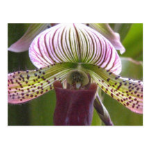 Unique Orchid Postcard