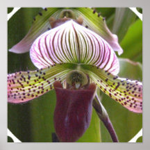Unique Orchid Poster