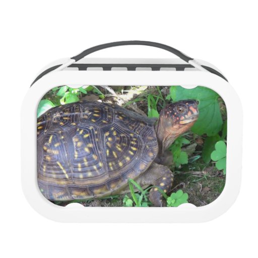 Unique Turtle Lunch Box Zazzle