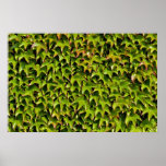 Unique Virginia creeper Print