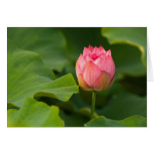 United States, DC, Washington, Kenilworth Greeting Card