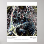 Universal Lattice Posters