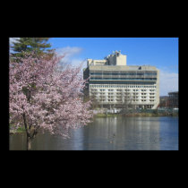 University of Massachusetts Amherst Campus Pond posters