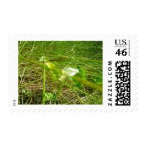 Unknown flower postage