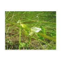 Unknown flower postcards