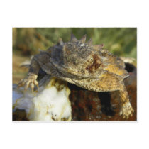Unleashed! postcards by Congress_Arizona Unleashed! postcards