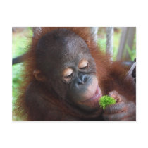 Unripe Rambutan postcards