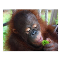 Unripe Rambutan Postcards