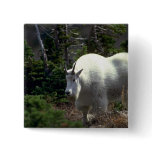 untain Goat-male Pinback Button