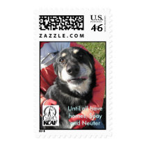 Until all have homes. postage