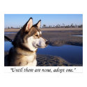 Until there are none, adopt one posters