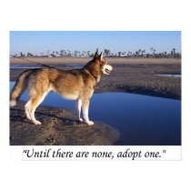 Until there are none, adopt one posters