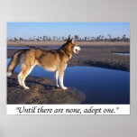 Until there are none, adopt one posters