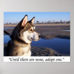 Until there are none, adopt one posters