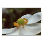 untitled greeting cards