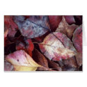 untitled cards
