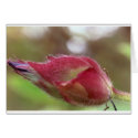 untitled cards