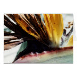 untitled greeting card