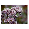 Untitled cards