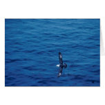 Untitled Card