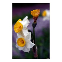 untitled posters by HAJenkins untitled posters