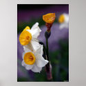 untitled posters
