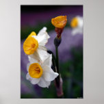 untitled poster