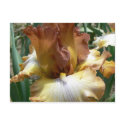 Unusual Color of Iris postcards