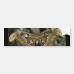 Unusual Moth Bumper Sticker