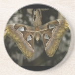 Unusual Moth Coaster