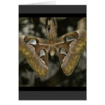 Unusual Moth Greeting Card