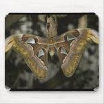 Unusual Moth Mouse Pad