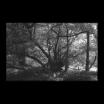 Unusual Tree, Bute Park, Cardiff, Wales BW canvas prints