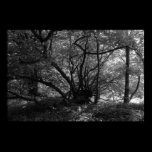Unusual Tree, Bute Park, Cardiff, Wales BW posters
