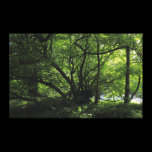 Unusual Tree, Bute Park, Cardiff, Wales canvas prints