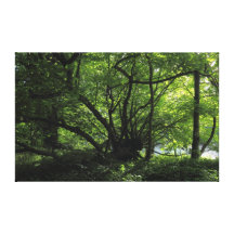 Unusual Tree, Bute Park, Cardiff, Wales Gallery Wrap Canvas