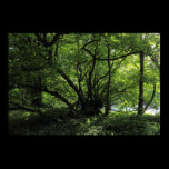 Unusual Tree, Bute Park, Cardiff, Wales posters