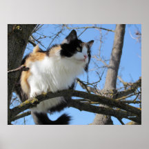 up a tree by djoneill print